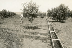 new meadows, apple orchards, history