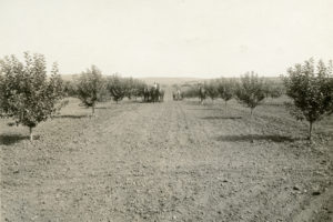 new meadows, apple orchards