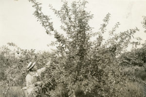 new meadows, apple orchards, idaho, new meadows