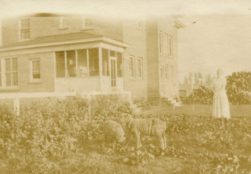 Woman and dogs in garden of the Heigho House